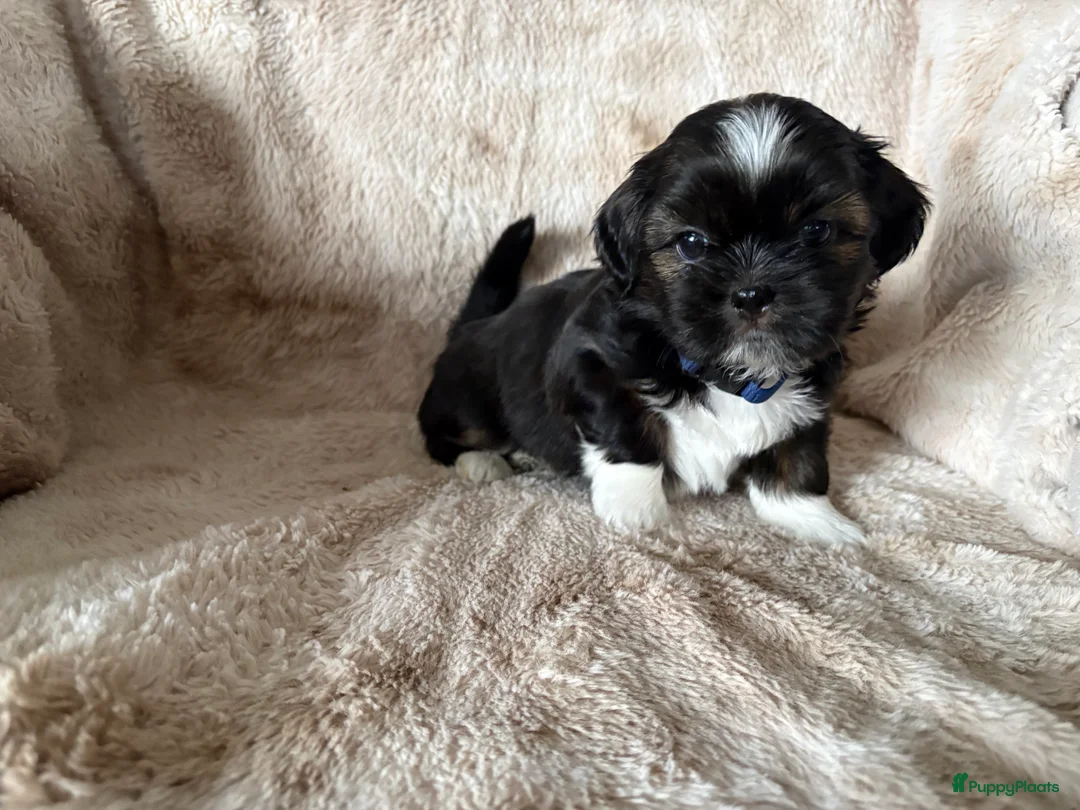 Shih Tzu honden te koop: Shih Tzu pups  - Advertentie 8
