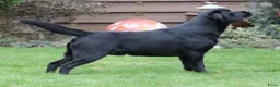 Labrador Retriever honden te koop: De ouders zijn van Uitmuntende afstamming! - Advertentie 3