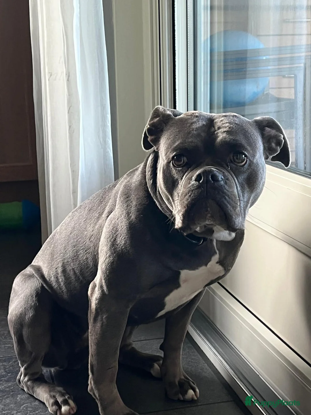 Old English Bulldog honden te koop: Super lieve Old English Bulldog pups - Advertentie 12