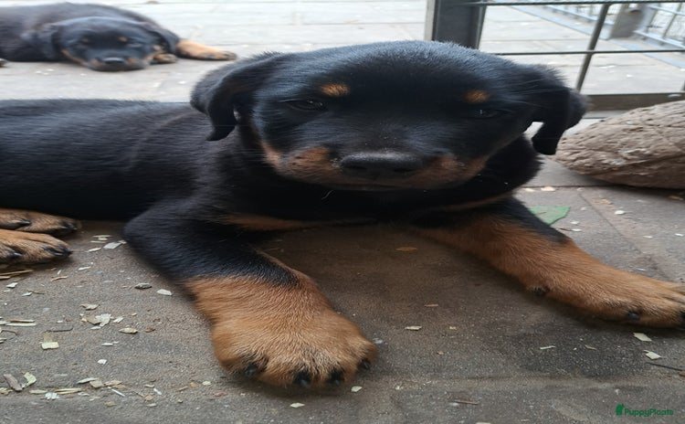 Rottweiler honden - Advertentie 2