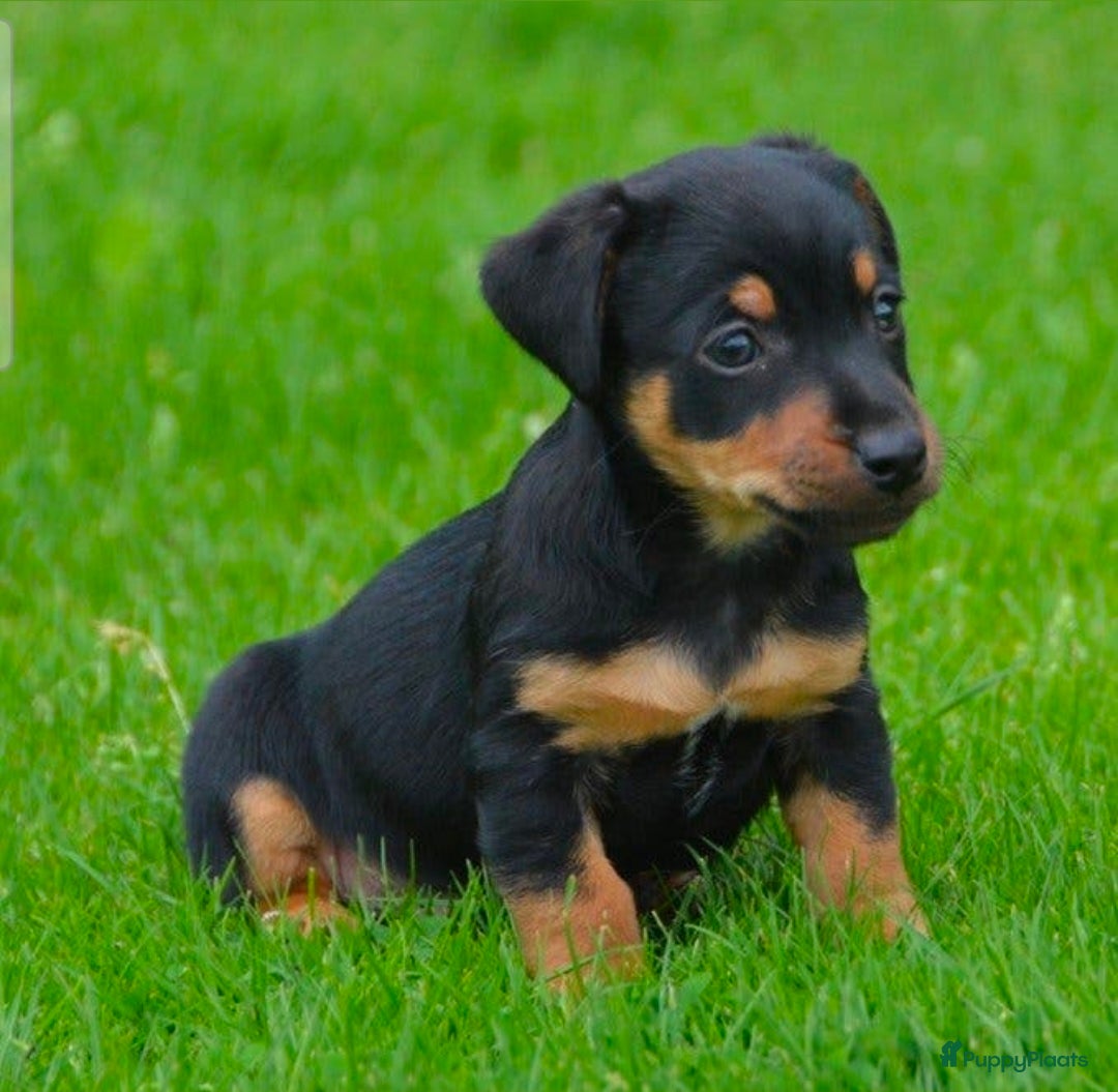 Jack Russel Terriër honden Supermooie Jack-Russell pups,  groeien op in huis. - Advertentie 1