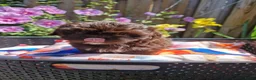 Shih Tzu honden te koop: Raszuivere shih tzu pups  - Advertentie 1
