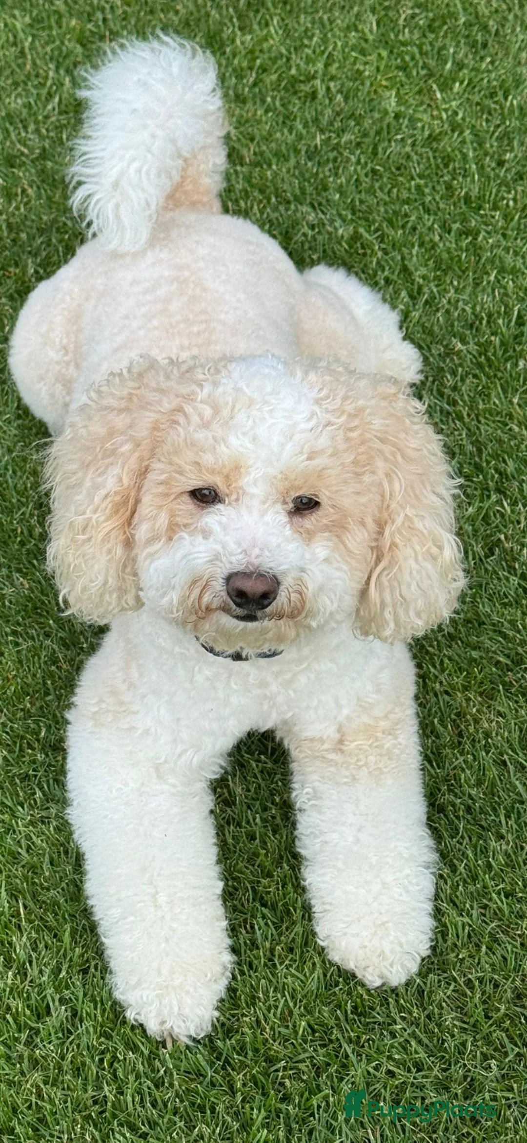 Maltipoo honden ter dekking: Maltipoo multigen dekreu  - Advertentie 5