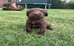 Duitse Staande Hond Langhaar honden te koop: Duitse staande langhaar pups  in Maastricht - Afbeelding 20