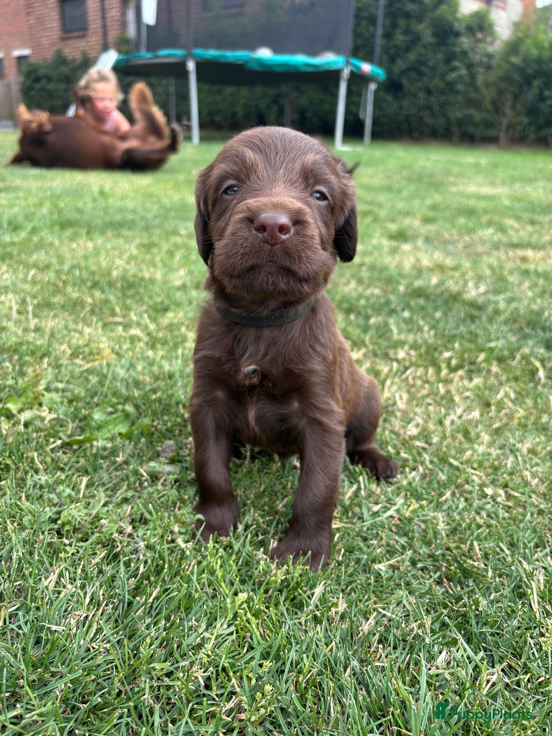 Duitse Staande Hond Langhaar honden te koop: Duitse staande langhaar pups  in Maastricht - Afbeelding 20