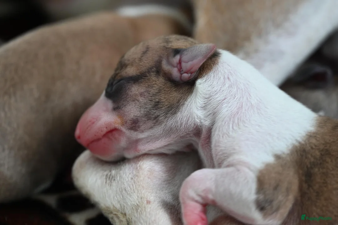 Whippet honden te koop: Whippetpupjes - Advertentie 15