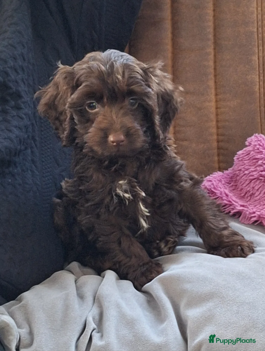 Poedel Toy honden ter dekking: mooi chocobruine toypoedel dekreu in Budel - Advertentie 10