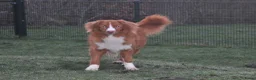 Nova Scotia Duck Tolling Retriever honden te koop: Nova Scotia Duck Tolling Retriever pups # Toller - Advertentie 30