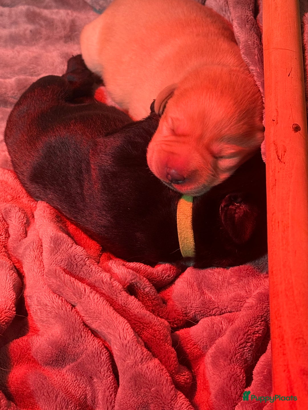 Labrador Retriever honden te koop: Labrador Retriever Pups - Advertentie 26