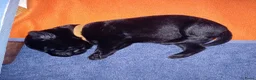 Labrador Retriever honden te koop: Hallo Labrador liefhebber  in Berkhout - Advertentie 9