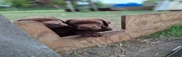 Labrador Retriever honden te koop: Raszuivere bruine labrador pups  - Advertentie 18