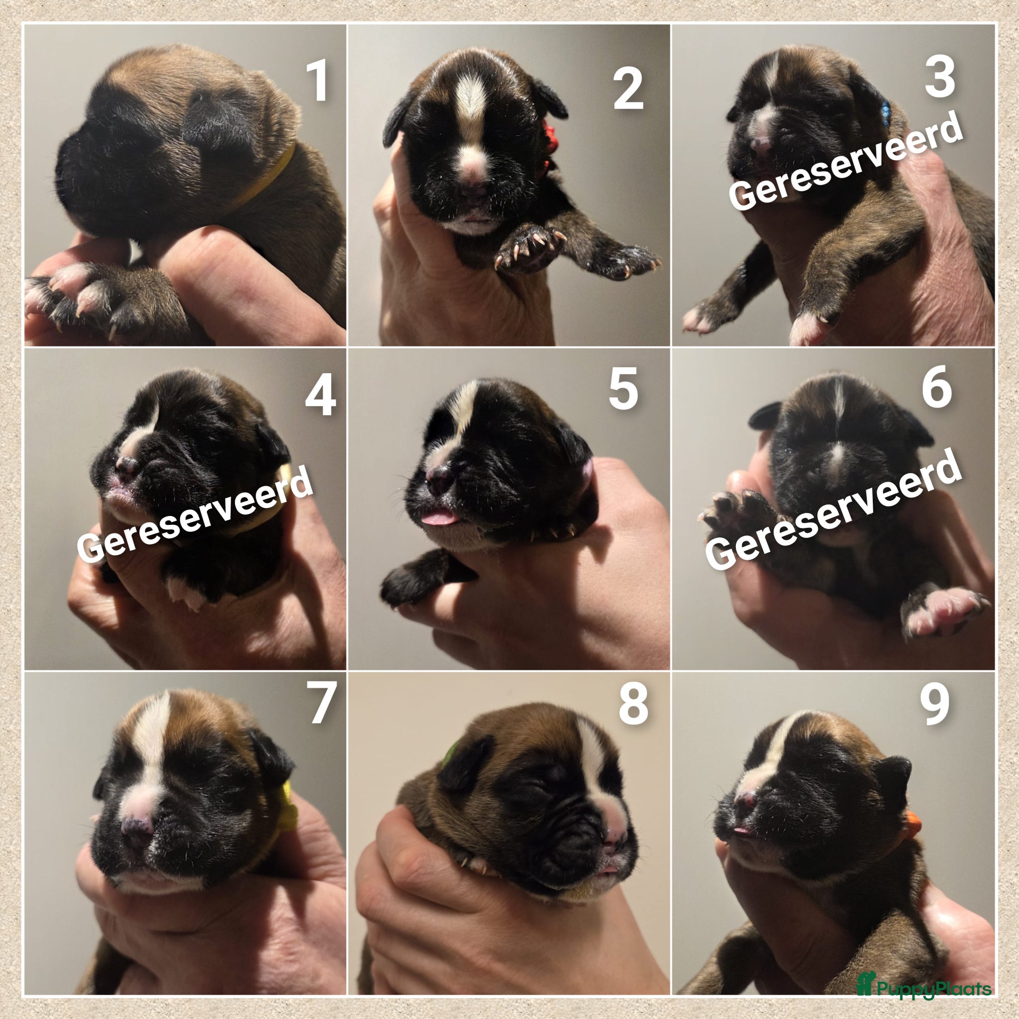 Boxer honden Schitterende Boxer pups geboren! - Advertentie 1
