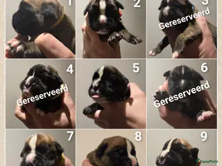 Boxer honden Schitterende Boxer pups geboren! - Advertentie 1