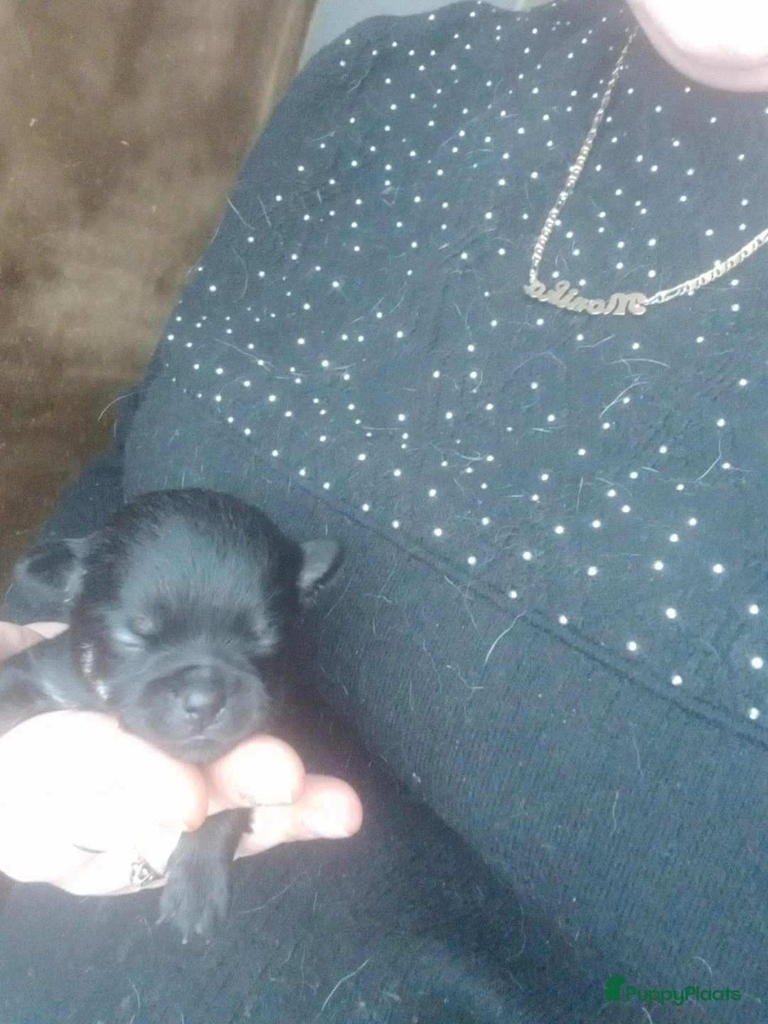 Chihuahua honden te koop: 4  chihuahua  pups - Advertentie 2