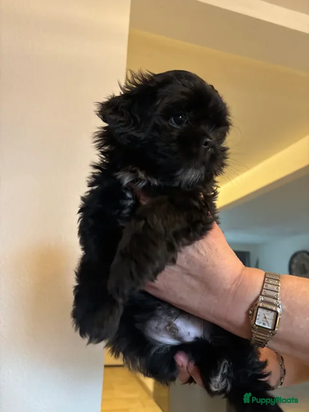 Shih Tzu honden te koop: Shih Tzu pup - Advertentie 3