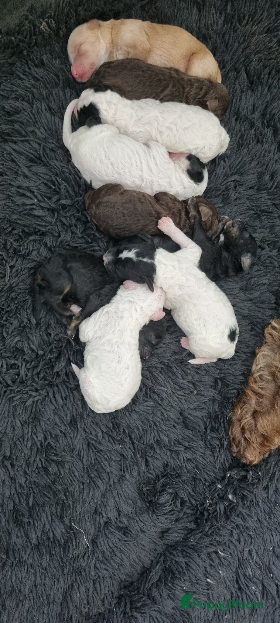 Australian Labradoodle honden Australian Labradoodle pups - Advertentie 2