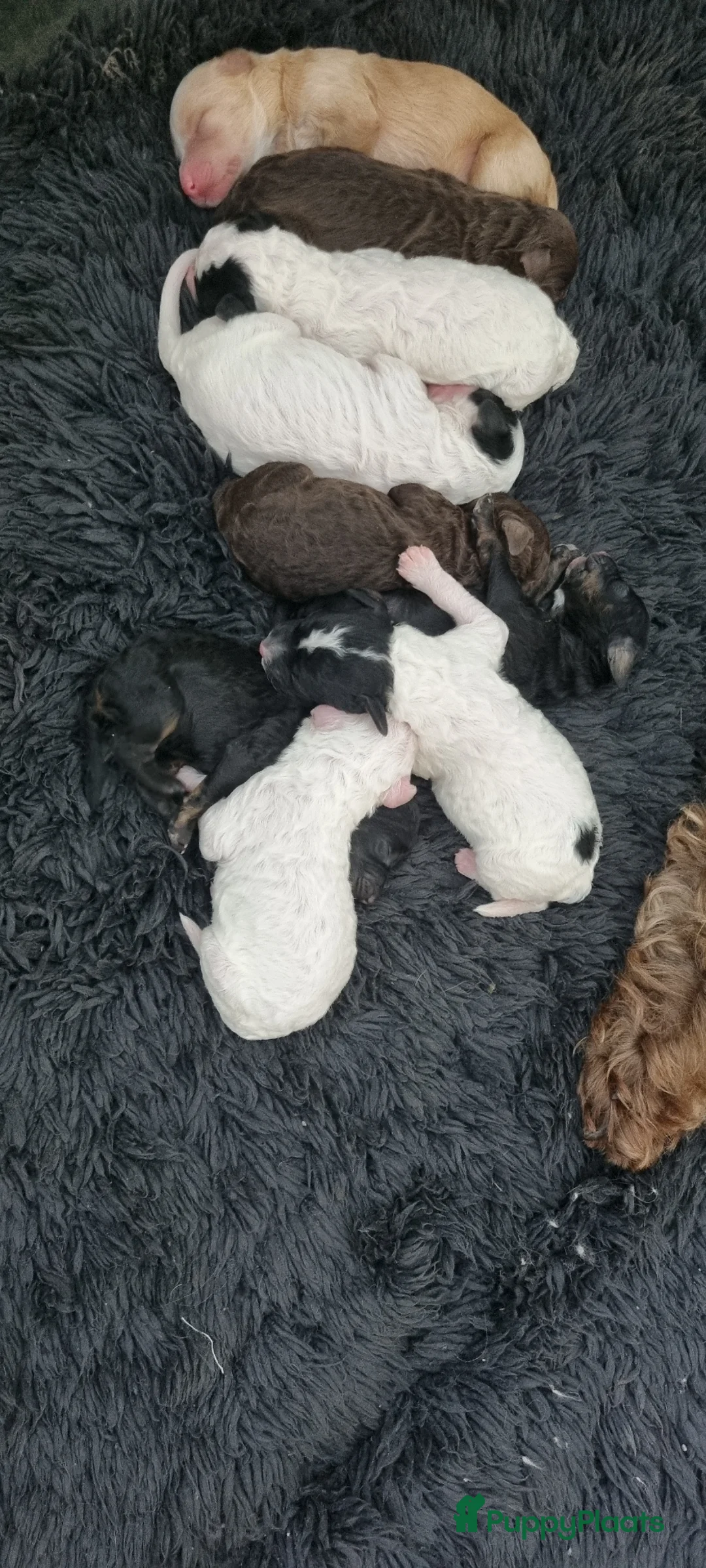 Australian Labradoodle honden te koop: Australian Labradoodle pups - Advertentie 2