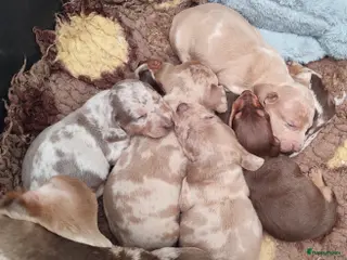 Teckel (korthaar) honden Prachtige merle dwergteckel pupjes voor reservatie - Advertentie 3