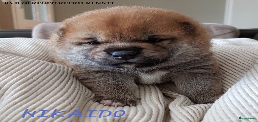 Galerij afbeelding {{count}}