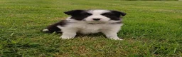 Border Collie honden te koop: Border Collie pups - Advertentie 4