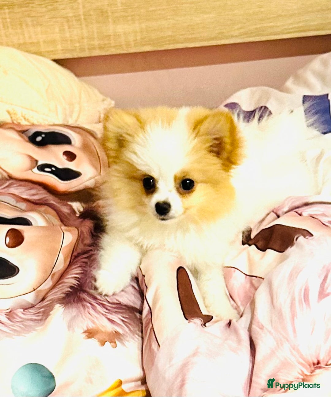 Pomeriaan honden te koop: Mini pomeranian pomeriaan teefje volledig ingeent - Advertentie 2