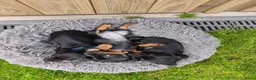 Teckel (korthaar)  honden te koop: Ras zuivere dwerg teckel pups  - Advertentie 5