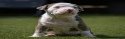 Amerikaanse Bully honden ter dekking: American Bully XL dekreu  - Advertentie 26