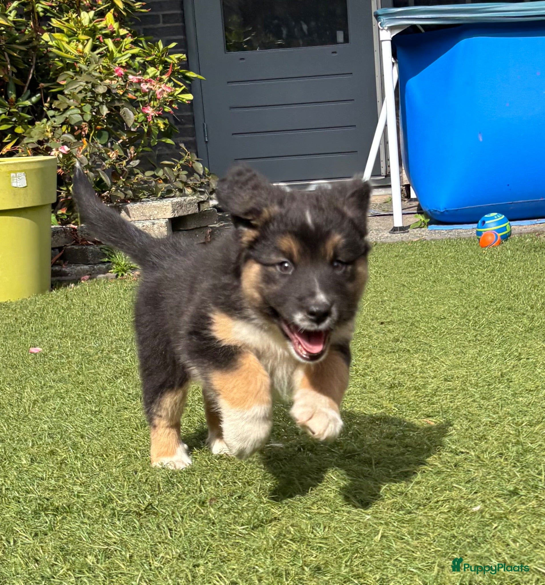 Australian Shepherd honden Lieve Australian Shepherd pups - Advertentie 2