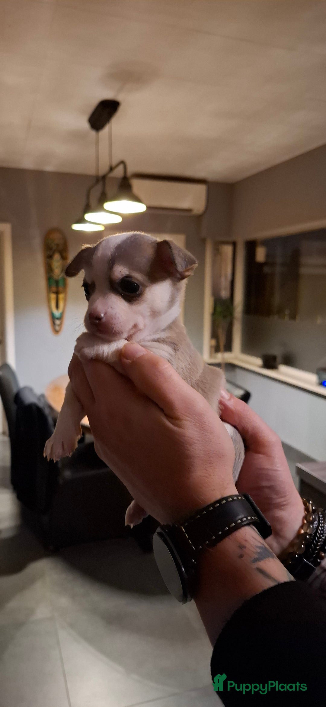 Chihuahua honden te koop: Chihuahua - Advertentie 21