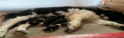 Friese Stabij honden te koop: Friese Stabij pups - Advertentie 2