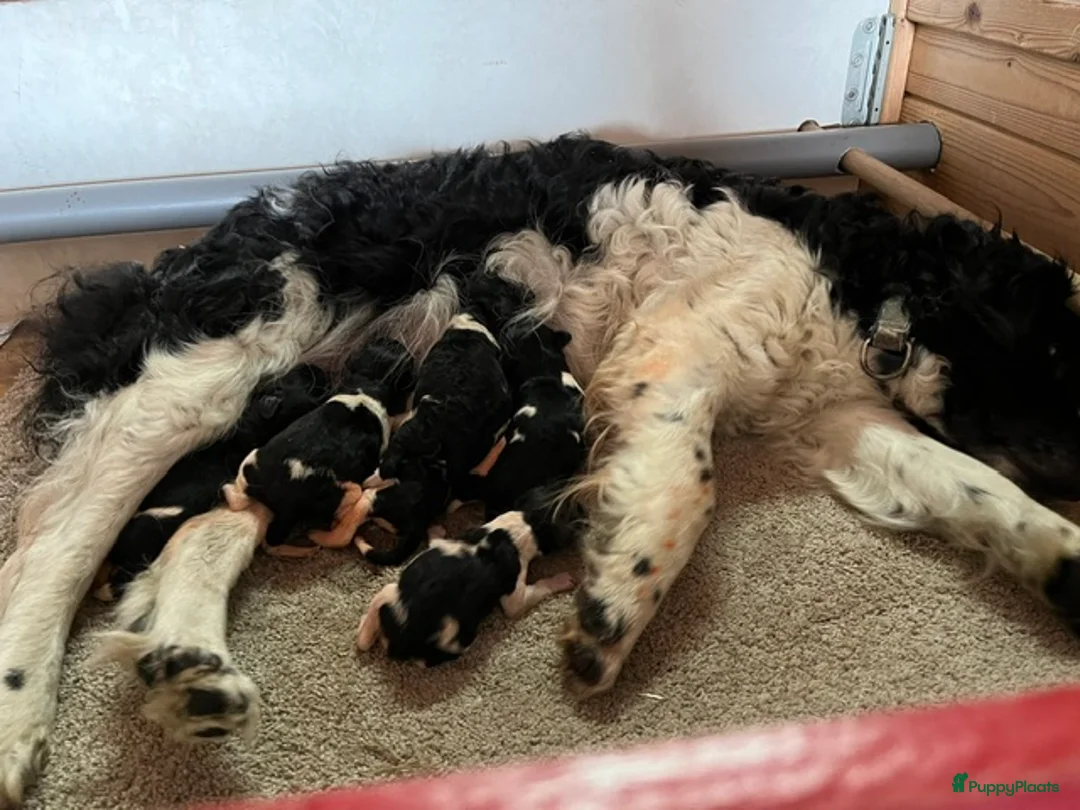 Friese Stabij honden te koop: Friese Stabij pups - Advertentie 2