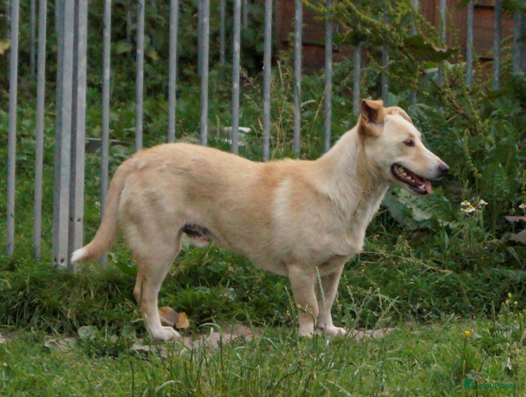 Kruising honden ter adoptie: super duo in Ridderkerk - Advertentie 16