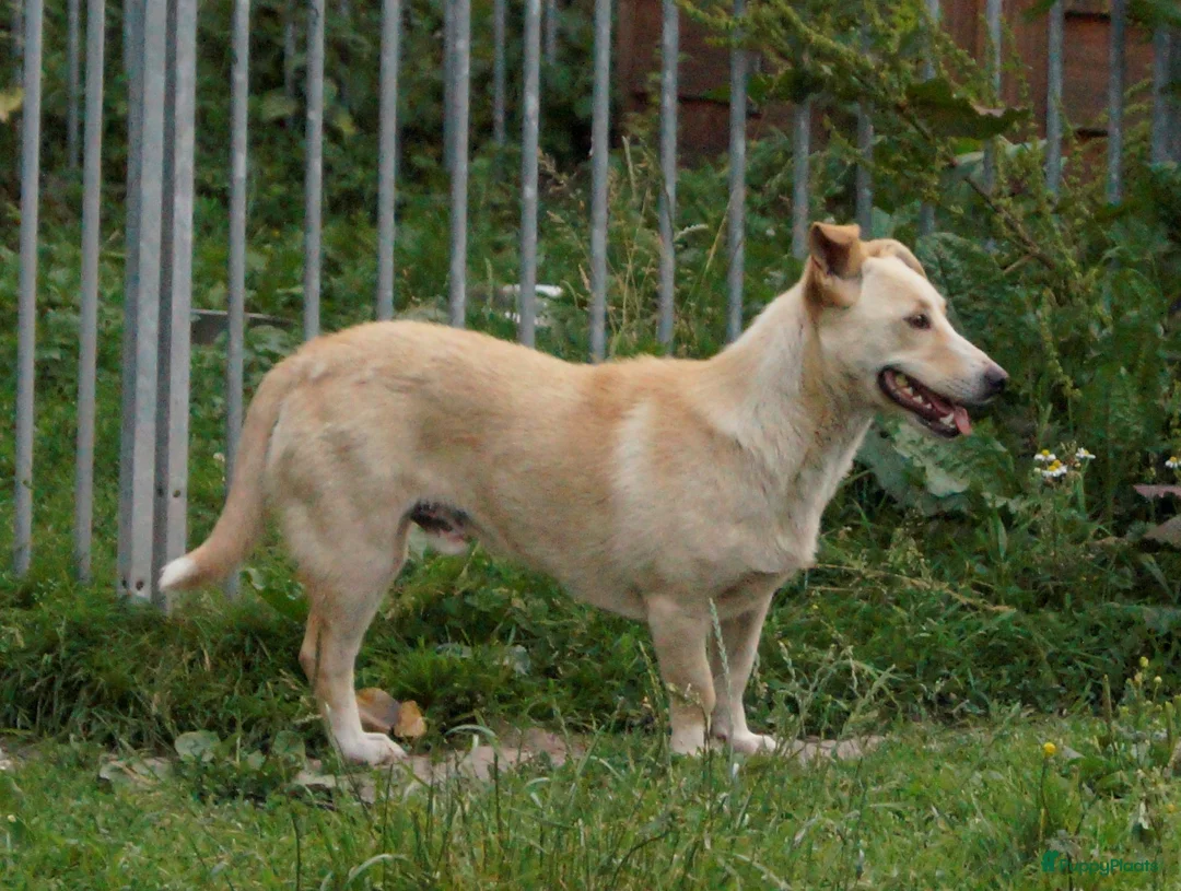 Kruising honden ter adoptie: super duo in Ridderkerk - Advertentie 16