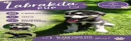 Kruising honden te koop: Laatste Labrakita pup teefje zoekt nieuw huisje - Advertentie 16