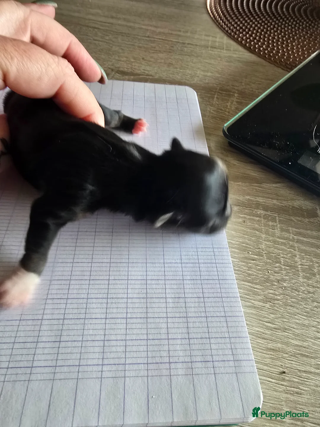 Kruising honden te koop: Nog twee pups beschilbaar - Advertentie 7