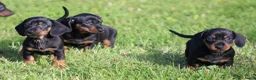 Teckel (korthaar)  honden te koop: Teckel pups - Advertentie 20
