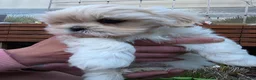 Lhasa Apso honden te koop: Lhasa Apso pups in Helmond - Advertentie 5