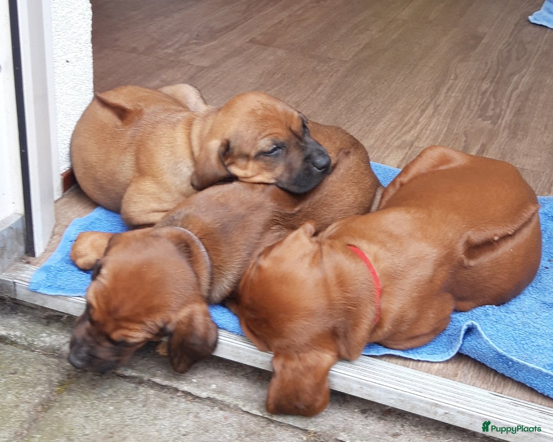 Rhodesian Ridgeback honden te koop: "Prachtige kruising Rhodesians"  in Bavel - Afbeelding 13