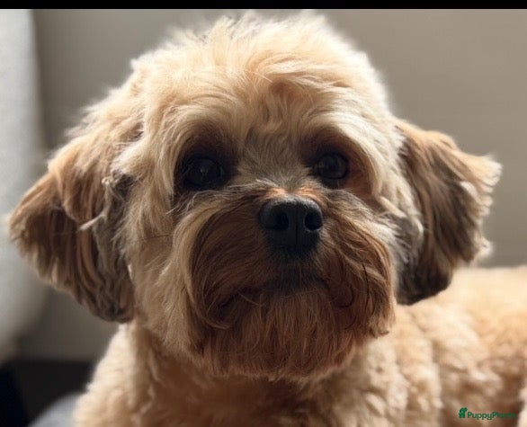 Maltipoo honden Prachtige pups geboren  - Advertentie 1