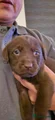 Labrador Retriever 2 choco bruin (zwart bandje)