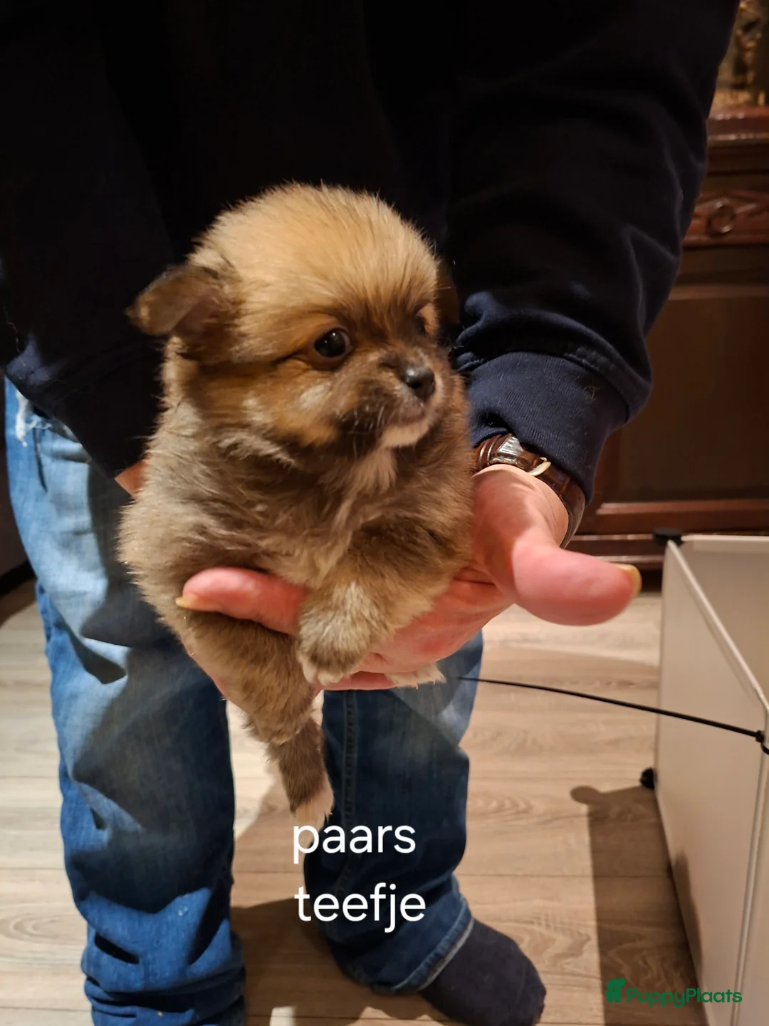 Pomeriaan honden te koop: Mooie pomeriaan  - Advertentie 6