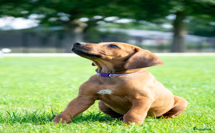 Rhodesian Ridgeback honden - Advertentie 17