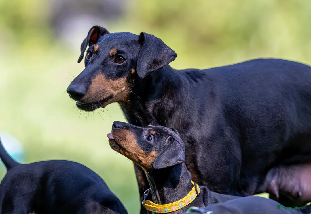 Galerij afbeelding {{count}}