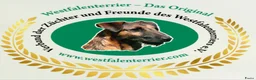 Border Terriër honden te koop: WESTFALEN TERRIER  ☆ UITVERKOCHT ☆ - Advertentie 12