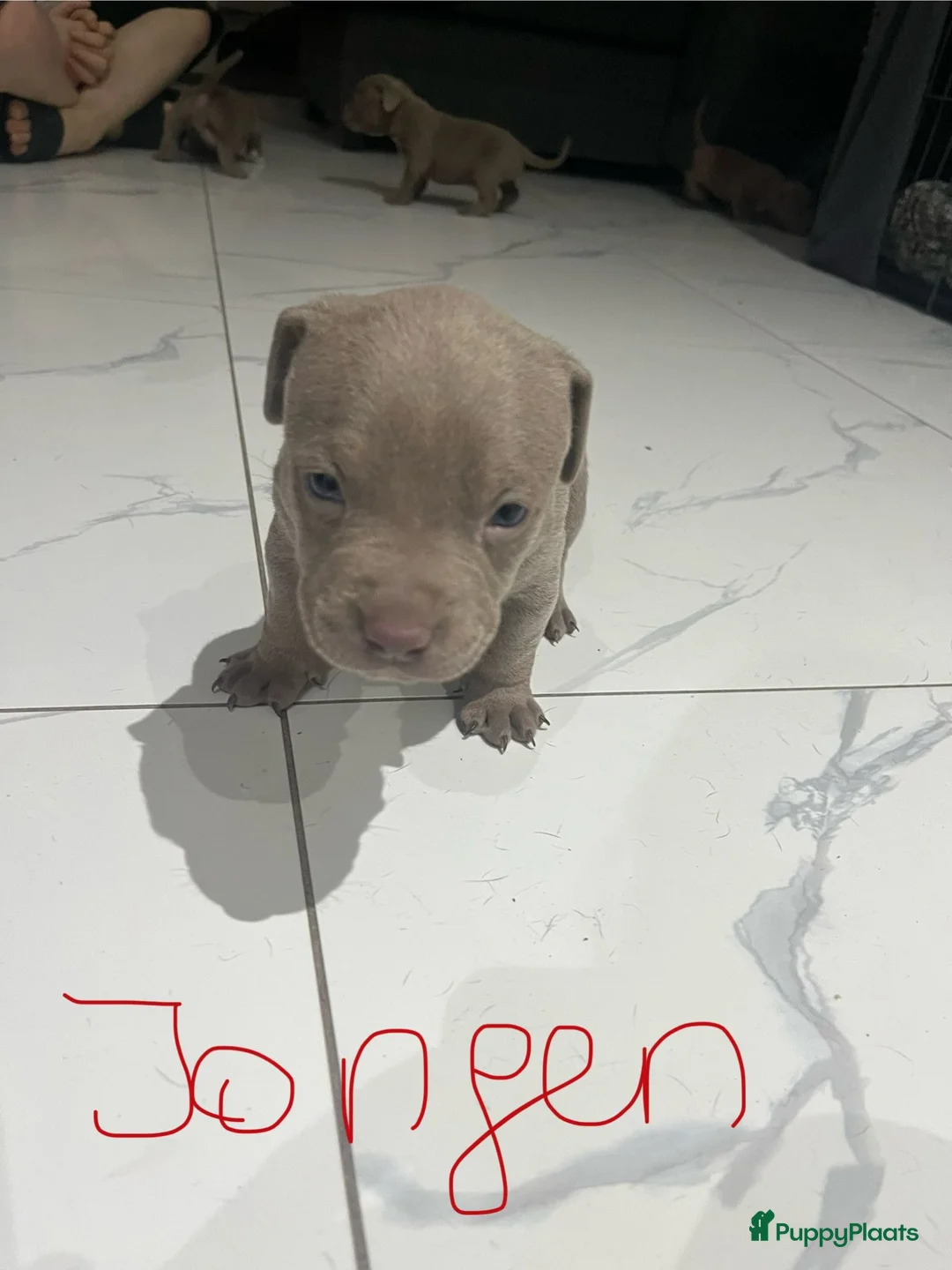 Amerikaanse Bully honden te koop: American Bully pup  - Advertentie 5