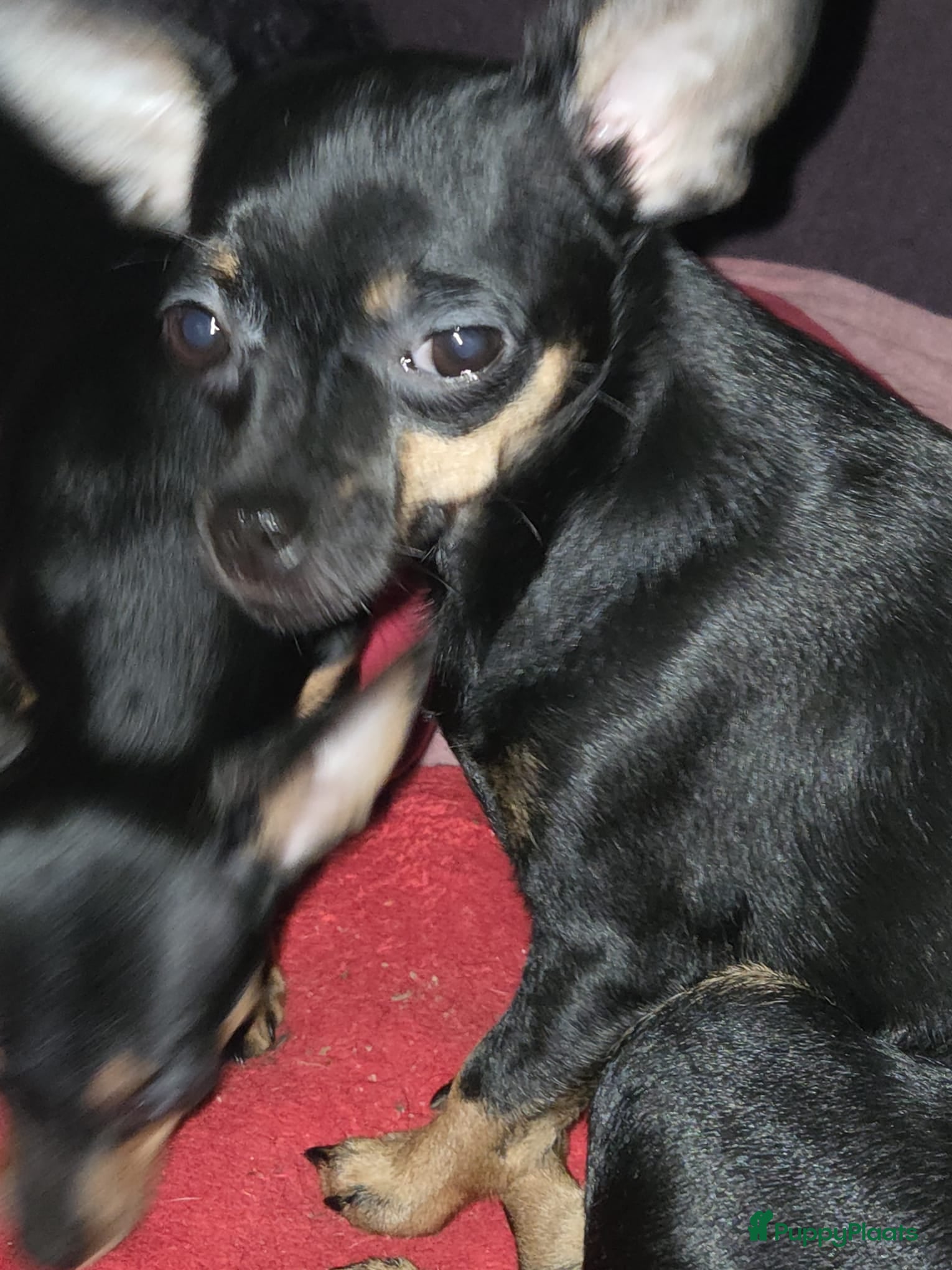 Kruising honden Kruising dwergpincher en chiwawa  - Advertentie 3