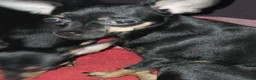 Kruising honden te koop: Kruising dwergpincher en chiwawa  - Advertentie 1