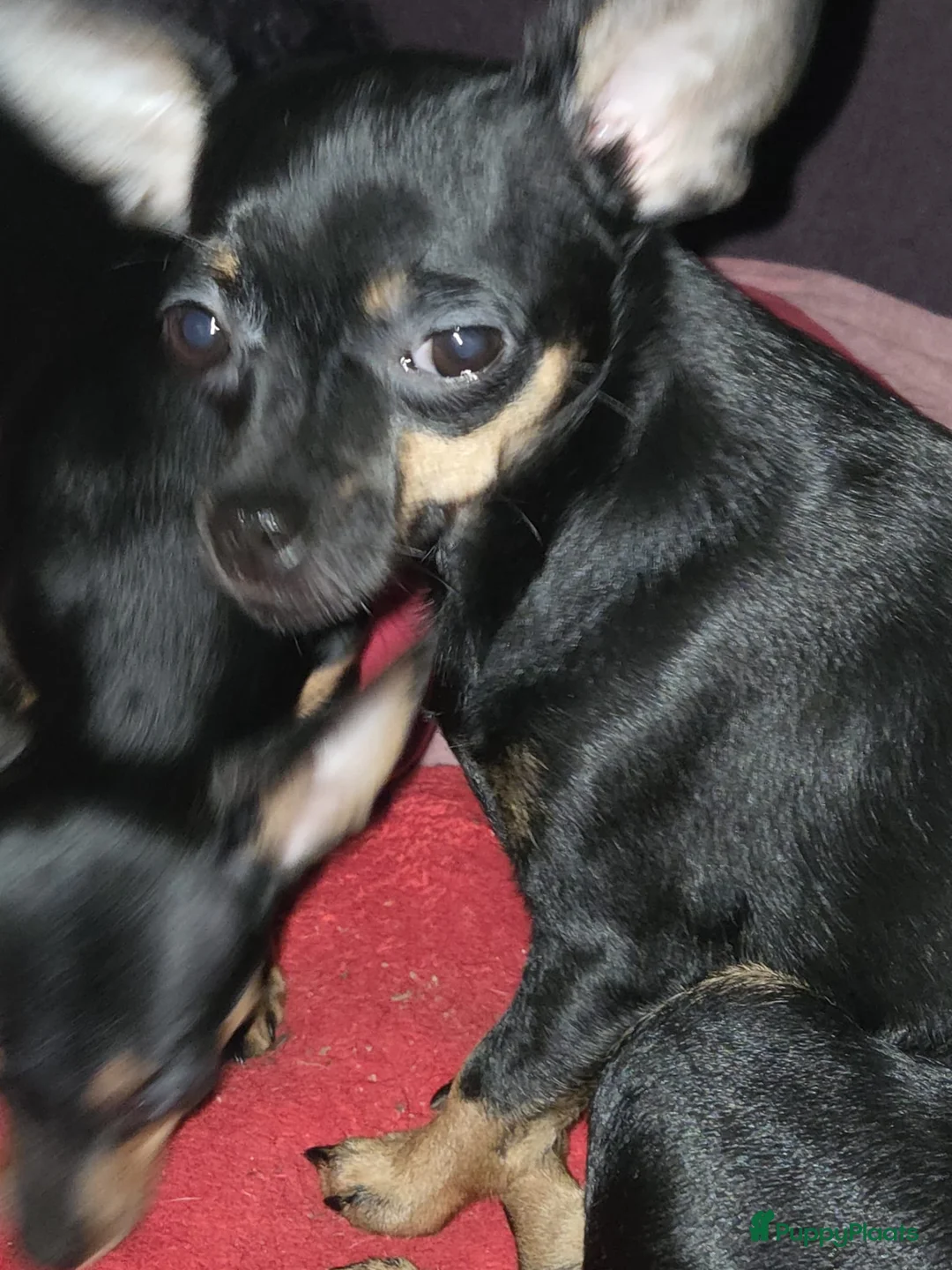Kruising honden te koop: Kruising dwergpincher en chiwawa  - Advertentie 1