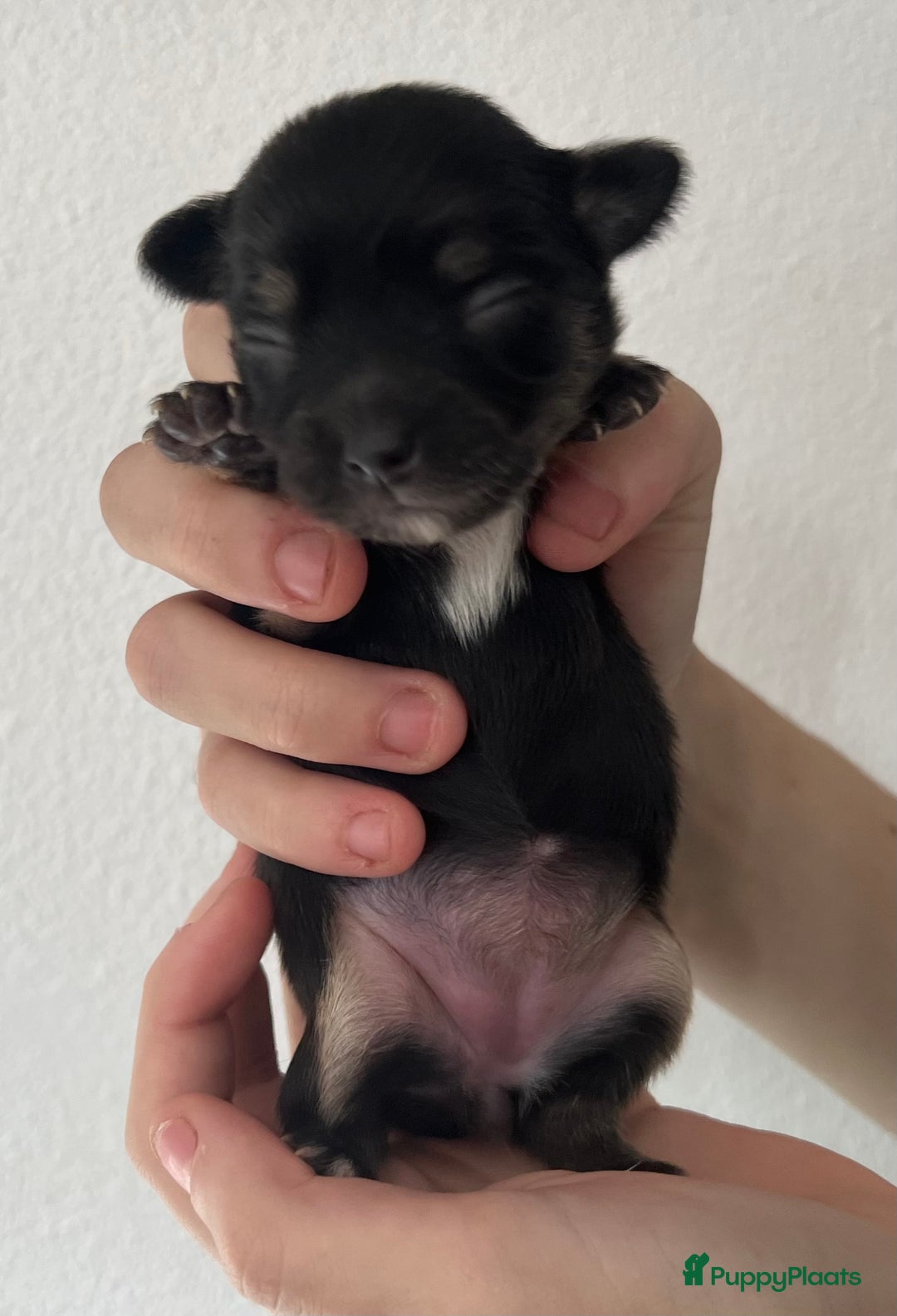 Chihuahua honden te koop: Mooie en lieve langhaar chihuahua. - Advertentie 19