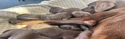 Labrador Retriever honden te koop: Prachtige bruine Labrador pups te koop  - Advertentie 5
